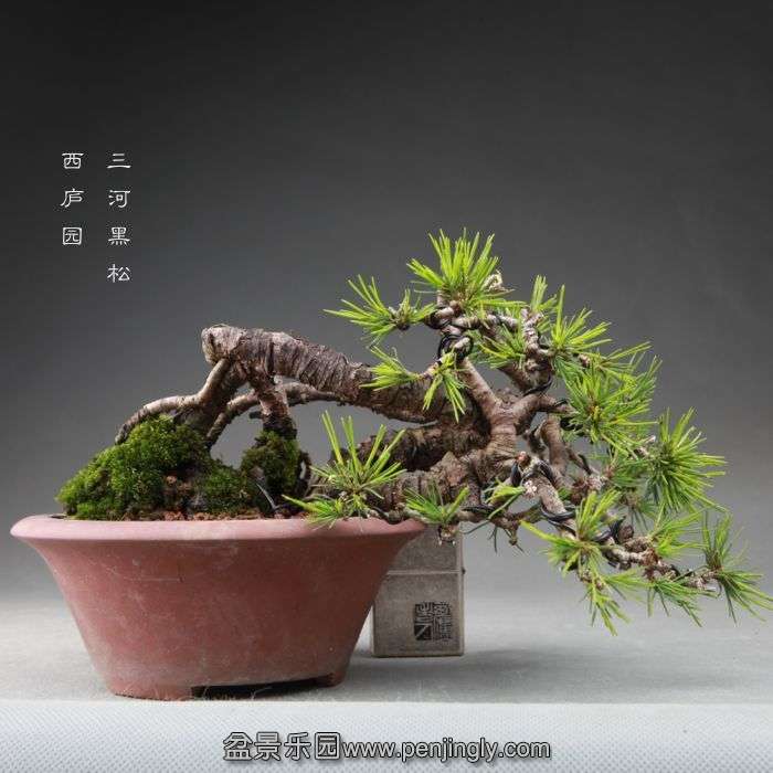 bonsai1409273.jpg