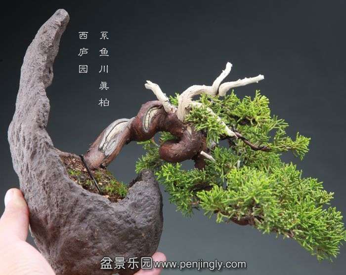 bonsai1409272.jpg