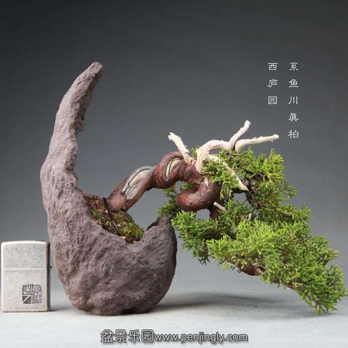 bonsai1409271.jpg