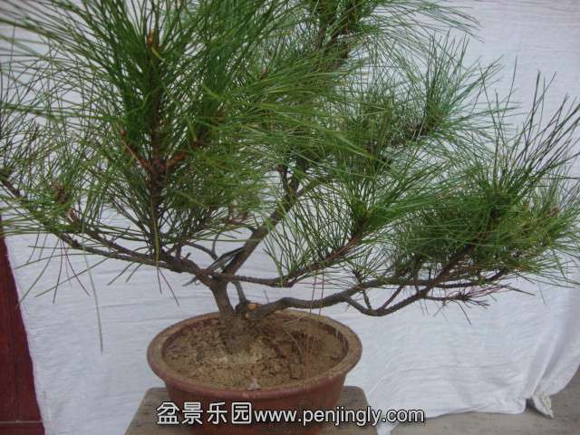 DSC02156_.jpg