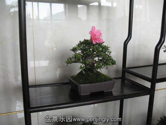 IMG_8255.JPG