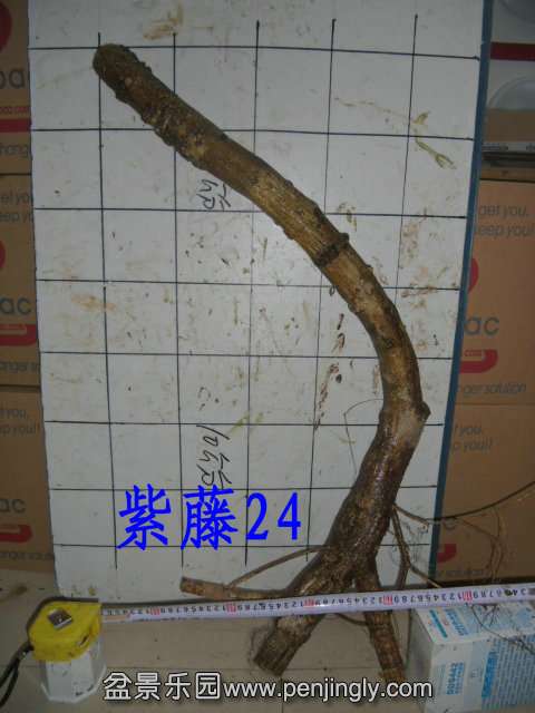CIMG2285.JPG