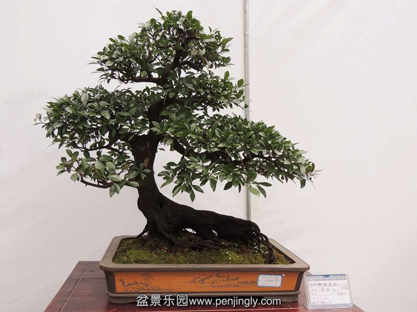 DSCN5830_.jpg