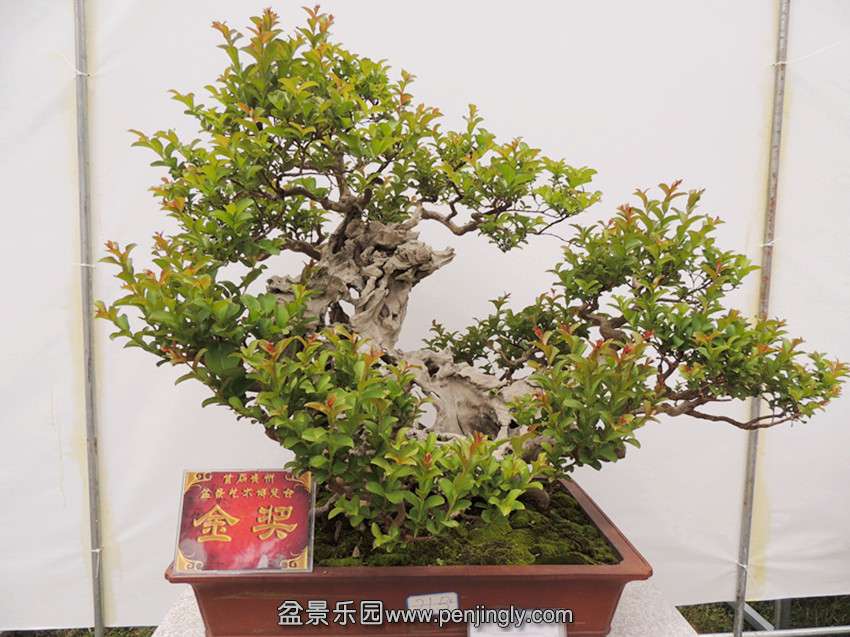 DSCN5849_.jpg