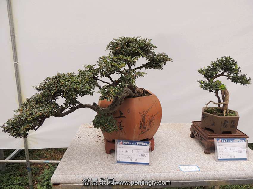 DSCN5852_.jpg
