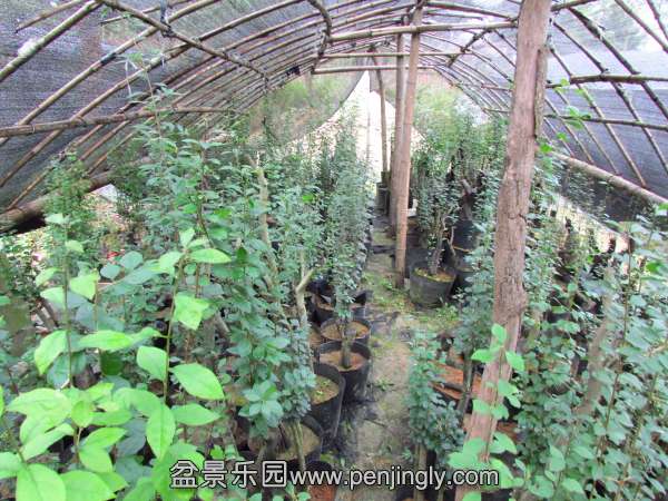 IMG_2795.jpg