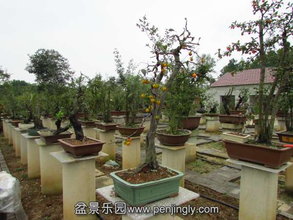 IMG_2824.jpg