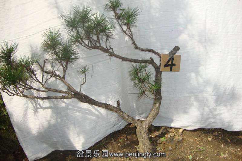 DSC02757_.jpg