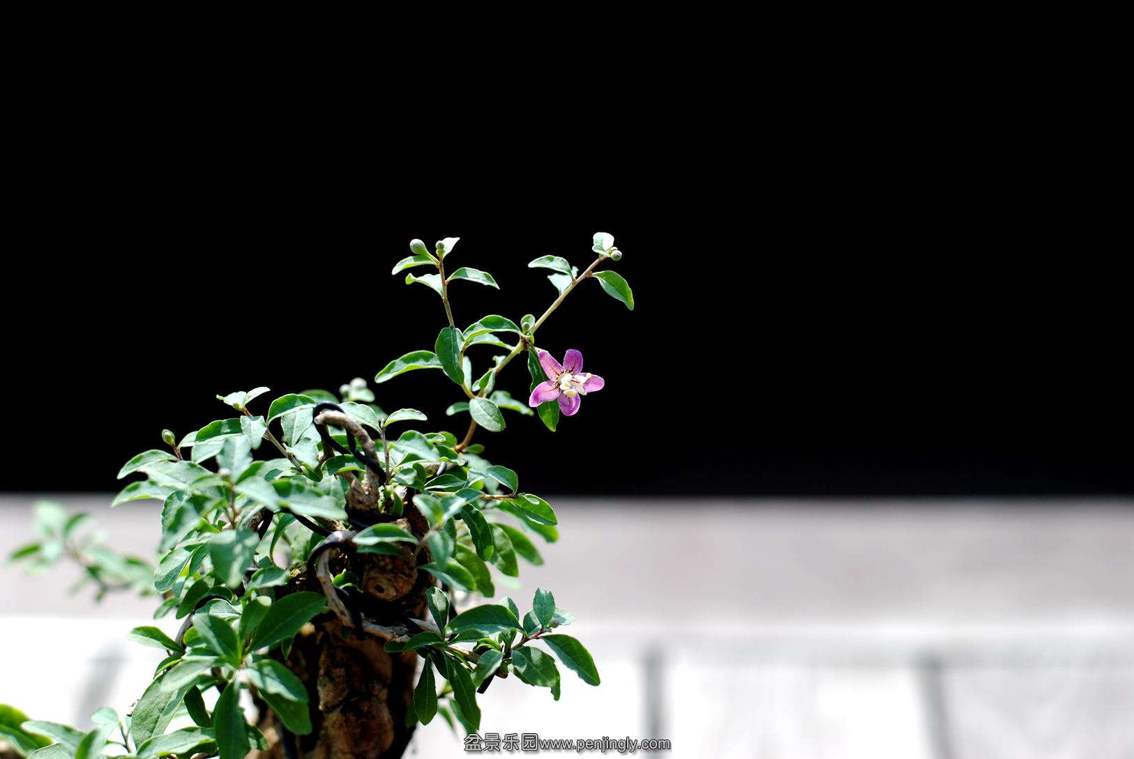 DSC_2138.JPG