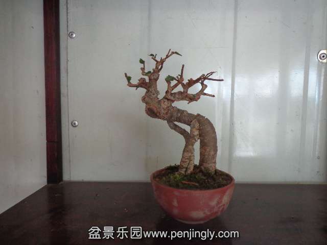 DSC00370.JPG