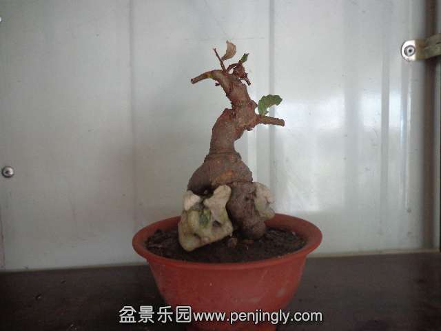 DSC00374.JPG
