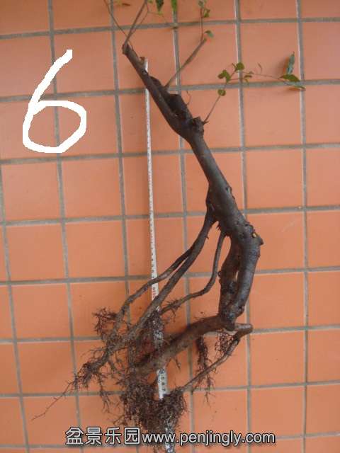 DSC06899.JPG