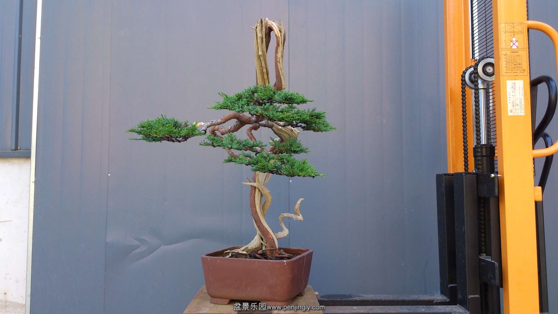 DSC_1271a.jpg