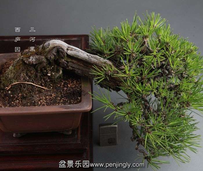 bonsai14100702.jpg