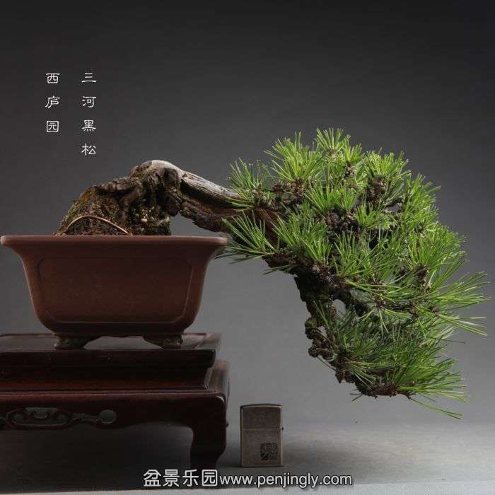 bonsai14100701.jpg