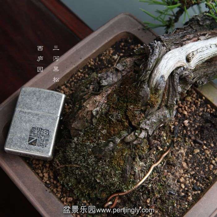 bonsai14100706.jpg