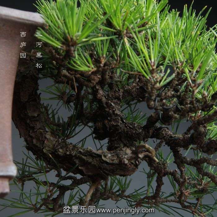 bonsai14100709.jpg