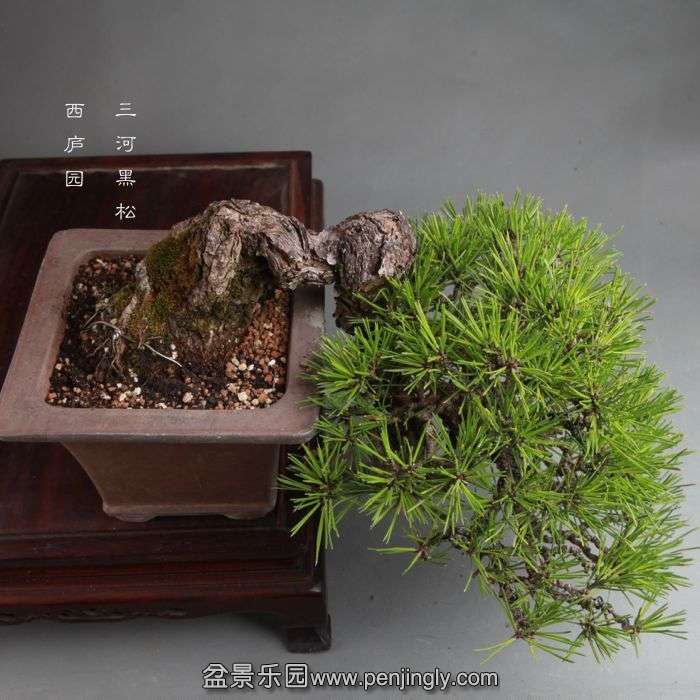 bonsai14100708.jpg