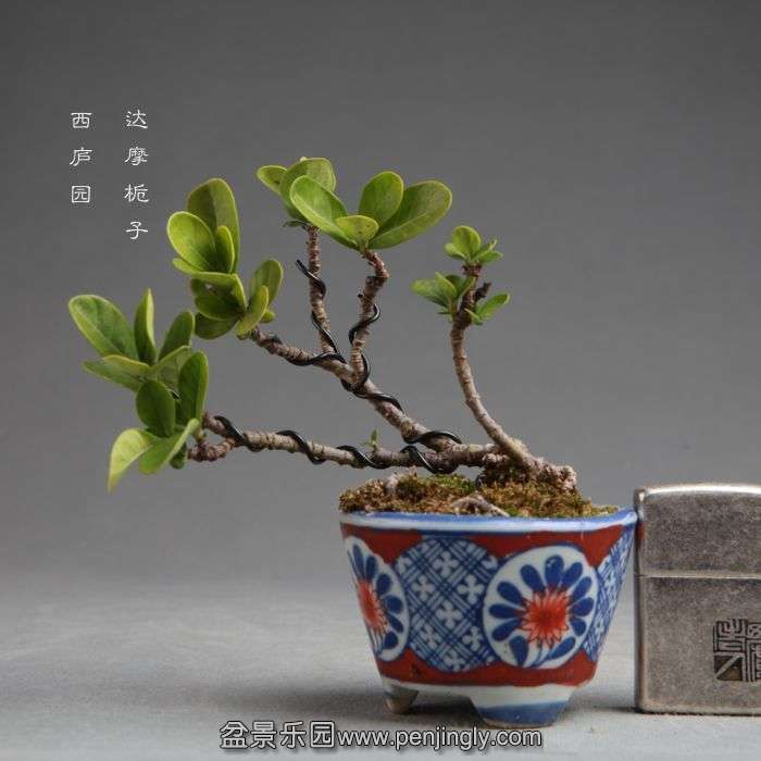 bonsai14100711.jpg