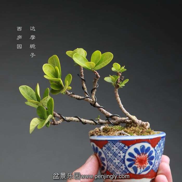 bonsai14100712.jpg