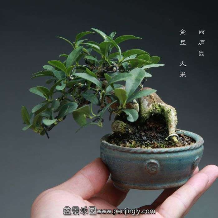 bonsai14100803.jpg