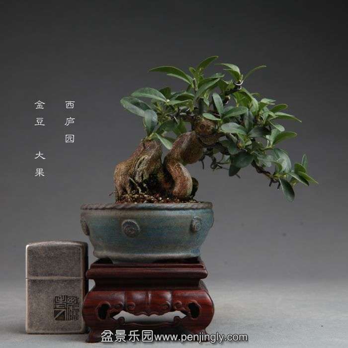 bonsai14100801.jpg