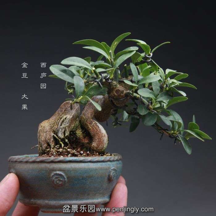 bonsai14100802.jpg