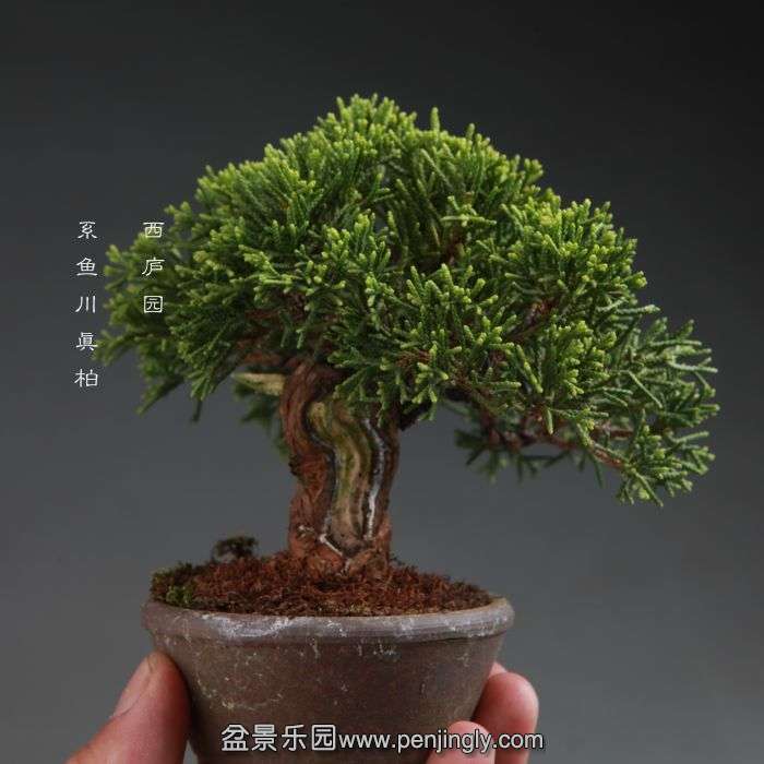 bonsai14100806.jpg