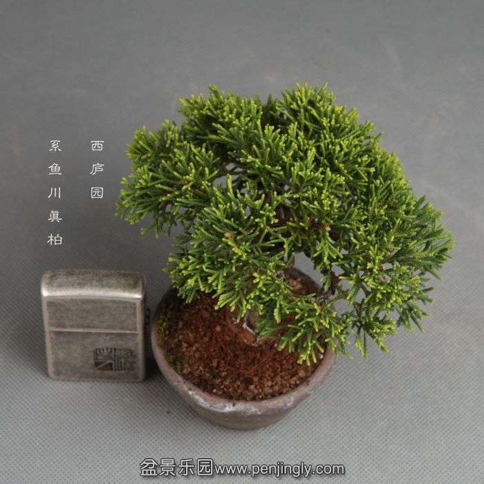 bonsai14100805.jpg