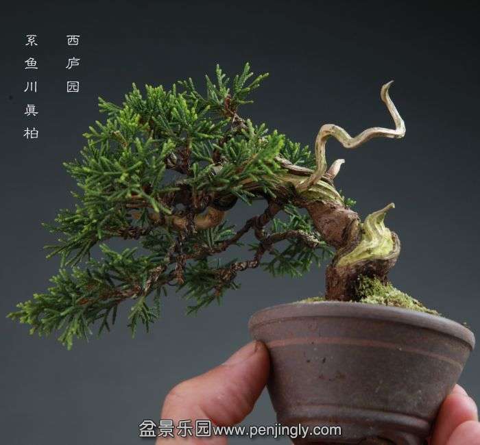 bonsai14100809.jpg
