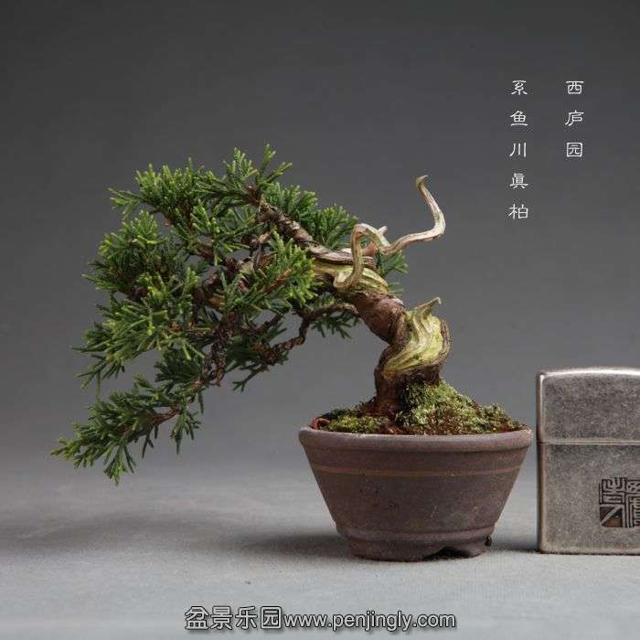 bonsai14100807.jpg