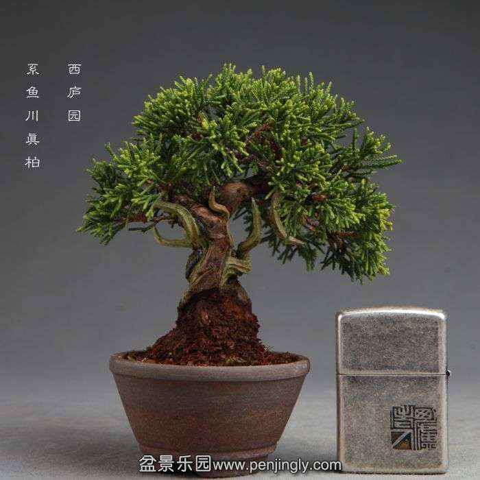 bonsai14100811.jpg