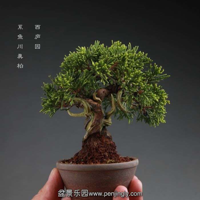 bonsai14100810.jpg