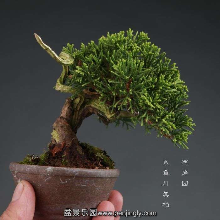 bonsai14100815.jpg