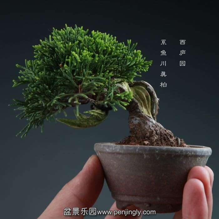 bonsai14100818.jpg
