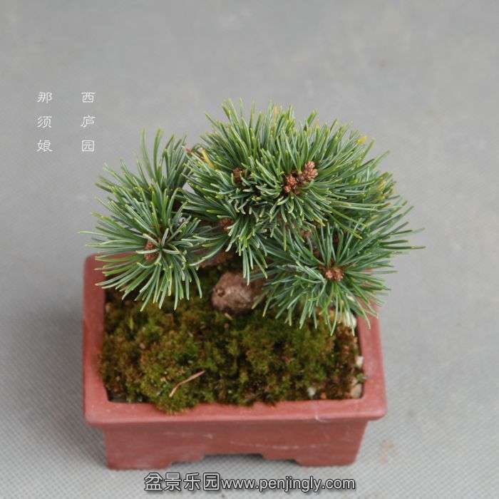 bonsai14100820.jpg