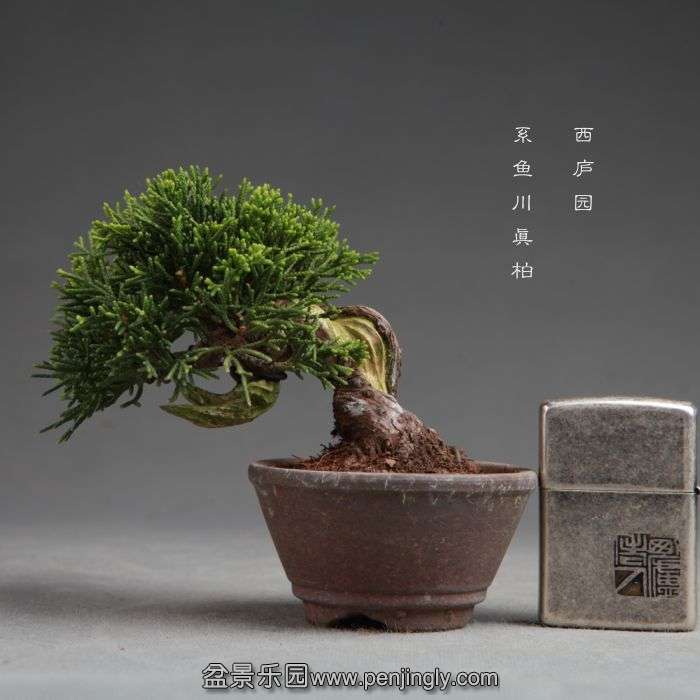 bonsai14100816.jpg