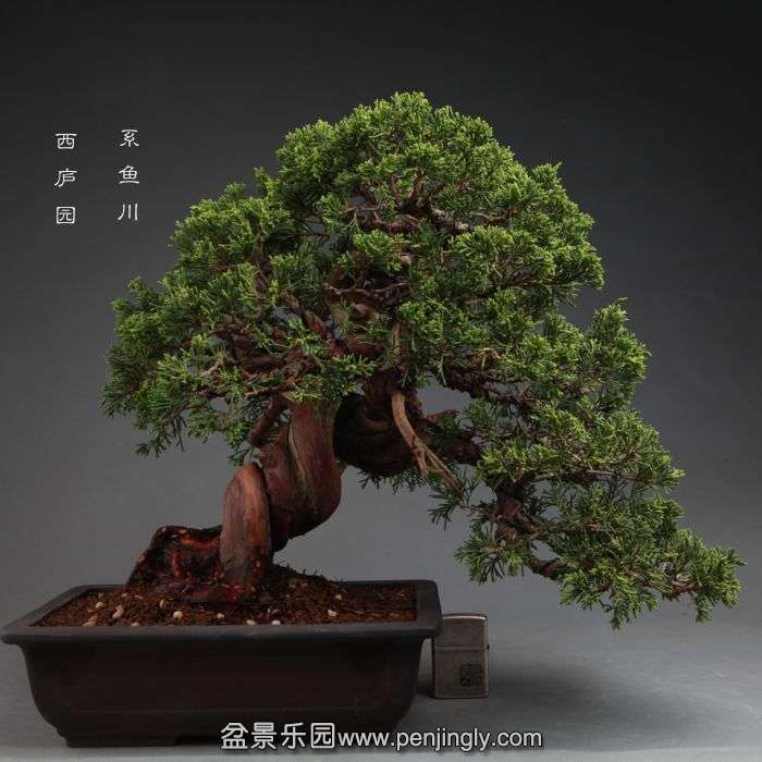 bonsai14100901.jpg
