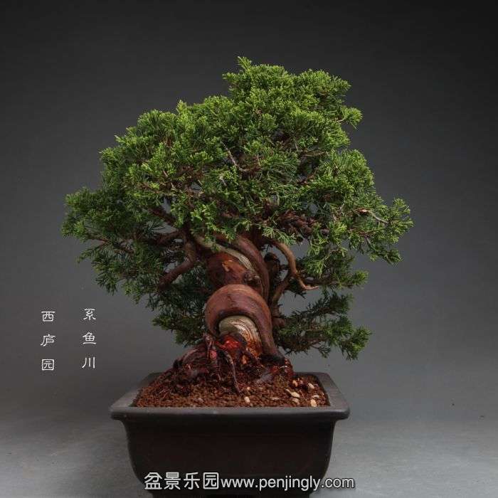 bonsai14100902.jpg