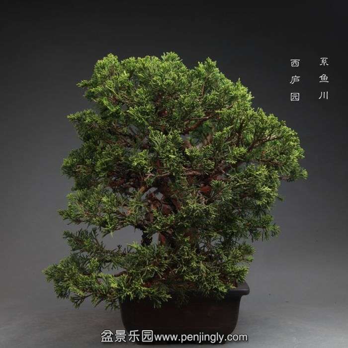 bonsai14100903.jpg