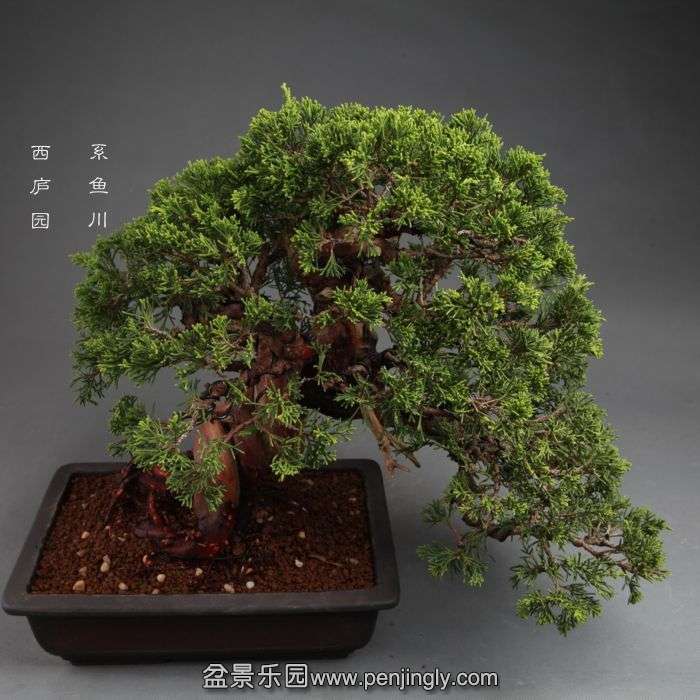 bonsai14100904.jpg