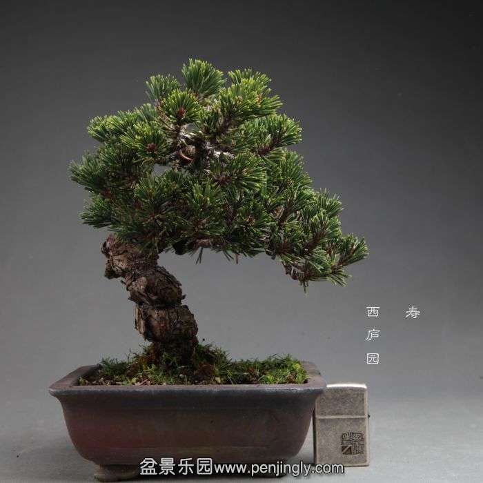 bonsai14100905.jpg