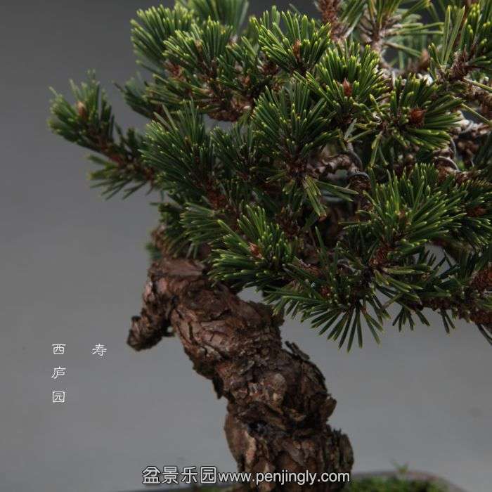 bonsai14100906.jpg