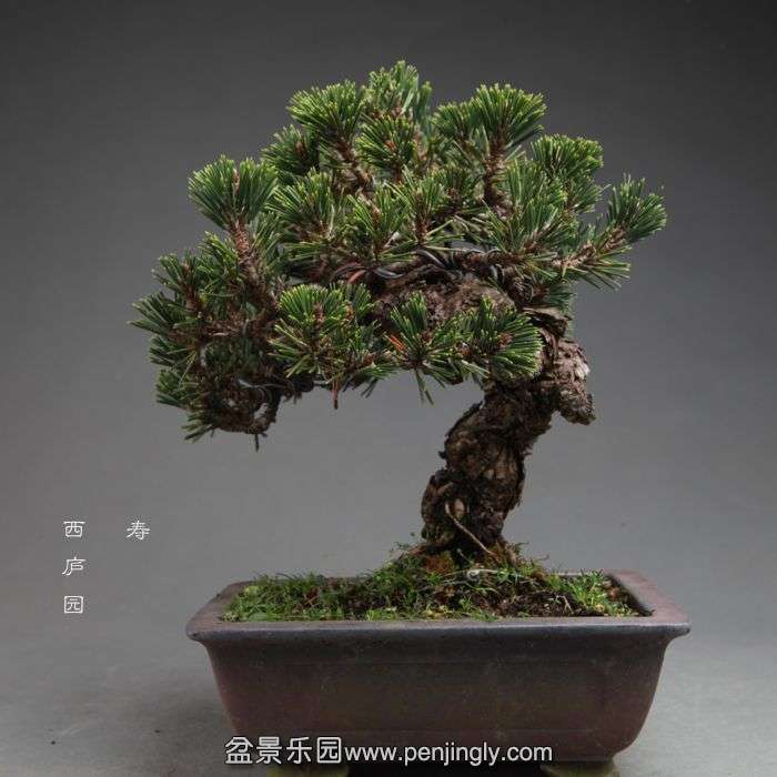 bonsai14100908.jpg