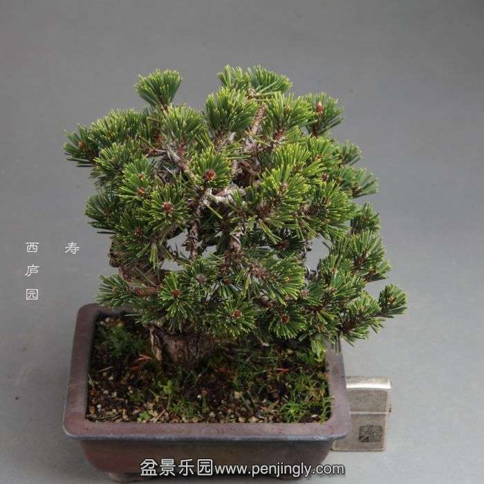 bonsai14100907.jpg