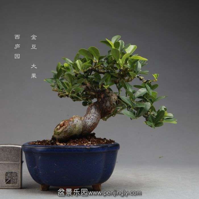 bonsai14100909.jpg