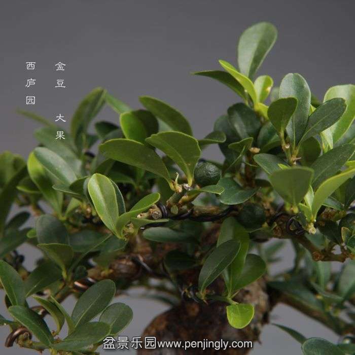 bonsai14100910.jpg