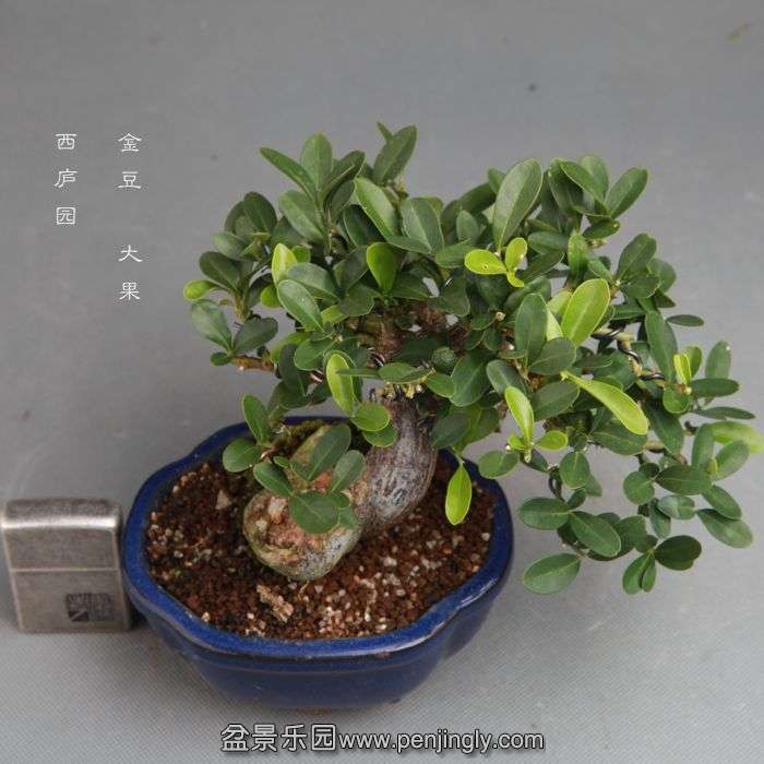 bonsai14100911.jpg