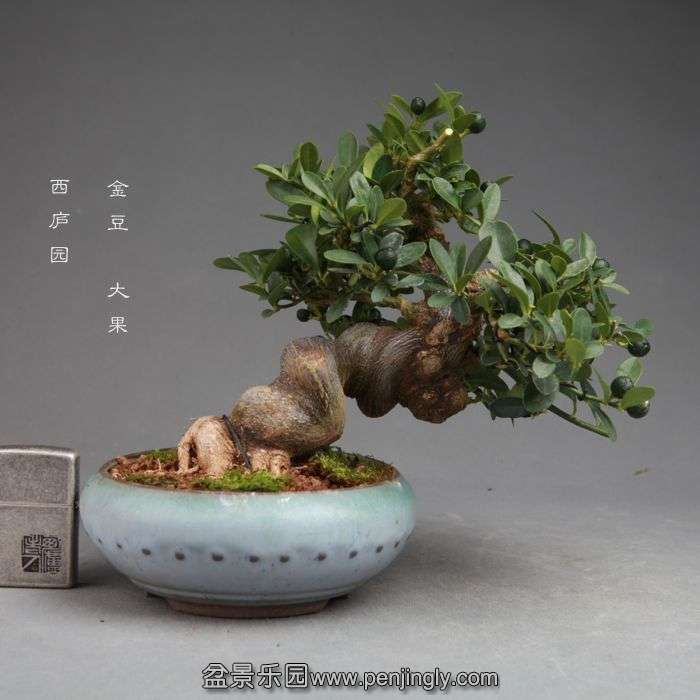 bonsai14100913.jpg