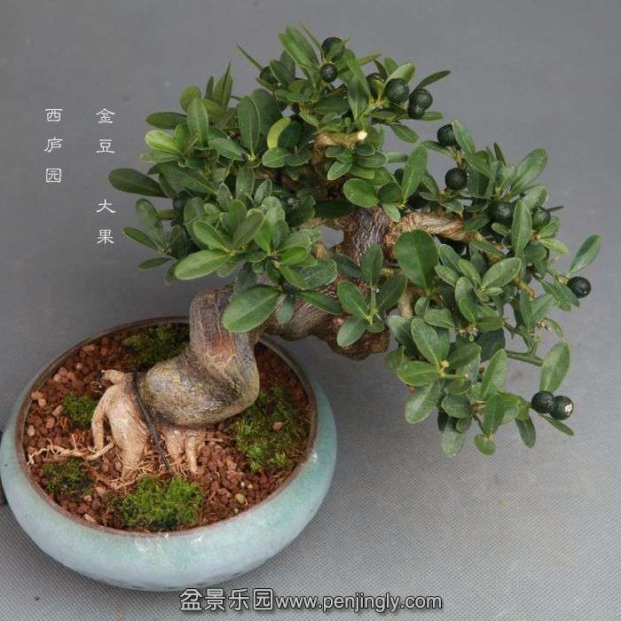 bonsai14100914.jpg